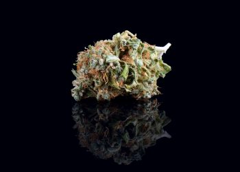 Forschung und Cannabis-Behandlung: Algea Care und UKE