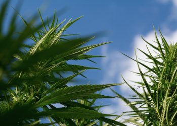 Lecithin in der Cannabisküche