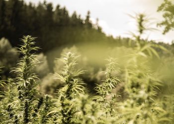 Lokal kaufen, global denken