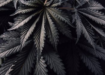 Mit Hanf-Power in die Zukunft?