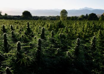Pilotprojekt erhält Cannabis von der Pure Holding AG