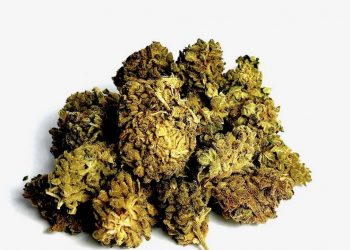 Jetzt bei CBD Discounter – Vollspektrum CBD-Öl von CBD-Alive