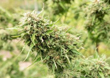 Cannabissorte mit viel Cannabigerol jetzt im EU-Pflanzenkatalog