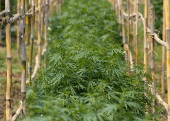 Eine Million Hanfpflanzen für Thailänder gratis