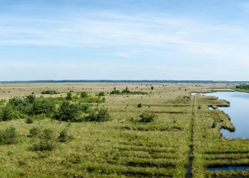Mehr Anbau von Faserhanf in Friesland
