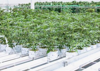 Produktionsanlage von Aurora erhält EU-GMP-Zertifikat