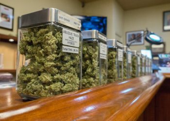 Weniger Rauschmittel nach Legalisierung von Cannabis im Einsatz