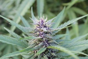 Humboldt Seed Company – Cannabis Tohumunun Şampanyası