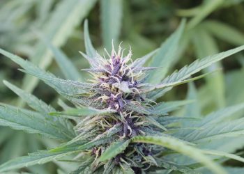 Das Saatgut aus der Champagne des Cannabis – Humboldt Seed Company