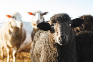 Cannabispatienten als Zielgruppe für Führerschein-Betrugsgeschäfte