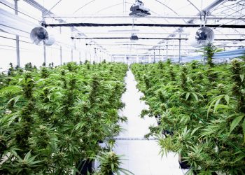 imc senkt Preise für Cannabisextrakte rigoros