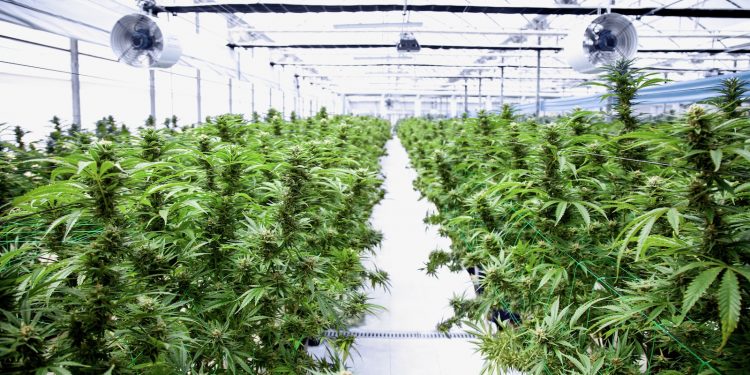 Medizinisches Cannabis von imc wächst unter streng kontrollierten Bedingungen
