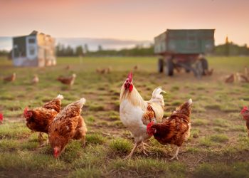 Hühner und Cannabis