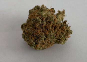 Neue Medizinalcannabis Sorte von AVAAY Medical – Sour Kush