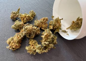 Gorilla Glue CBD Blüten von Charlie Green