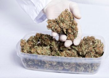 Cannabis als Medizin: Abschlussbericht der Begleiterhebung