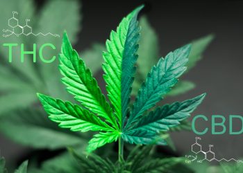 Cannabis-Legalisierung: Safety first!