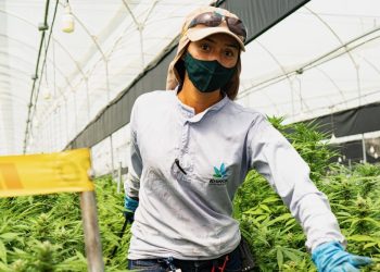 Mehr Evidenz für die Schmerzbehandlung mit Cannabis