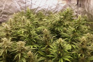 Testgrow - Herbies Heavy Kickers Mix