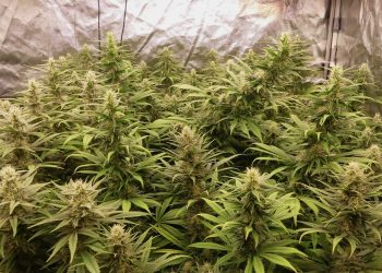 Testgrow – Herbies Heavy Kickers Mix