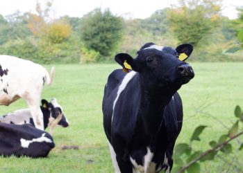 Hanf im Futter senkt Stressmarker bei Kühen