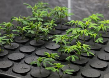 USA: Homegrowing-Markt erreicht 2030 vier Milliarden Dollar