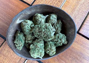 Medizinalcannabis Strain Review – Cassiopeia von Together Pharma