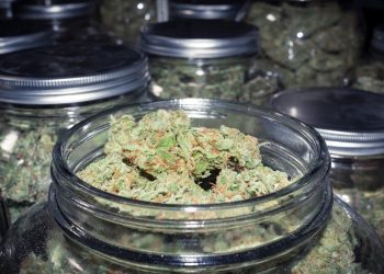 Medizinisches Cannabis führt nicht zum Anstieg psychotischer Störungen