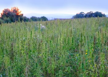 Sind wir bereit für eine Legalisierung?