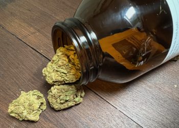 Medizinalcannabis Strain Review – Andromeda von Together Pharma / Kush Kush