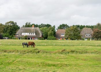 Beschlagnahmung eines angemeldeten Nutzhanffeldes in Schleswig-Holstein