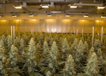 Größte Cannabisplantage Deutschlands entdeckt