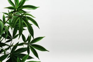 Der sanfte Weg zur Legalisierung