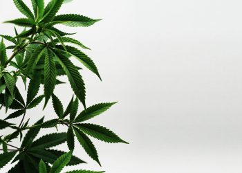 Der sanfte Weg zur Legalisierung