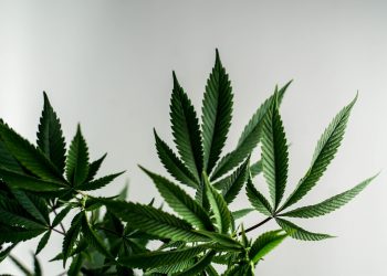 Deutscher Hanfverband stellt Konzept für die Cannabislegalisierung in Deutschland vor
