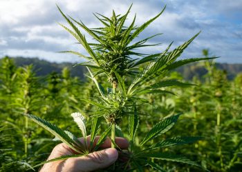 Niedersachsen: Drei Mal mehr Hanf als vor drei Jahren