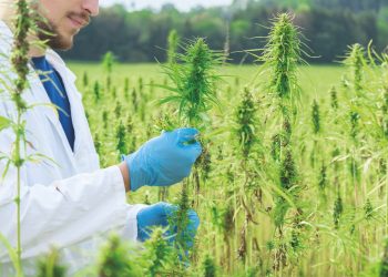 GACP für Cannabis – professionell und mit Nachweis umsetzen