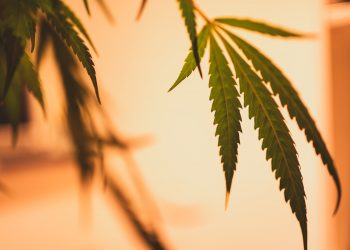 Hanf als Rohstoff, als Medizin oder Genussmittel