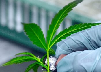 IMC senkt Preise auf Schwarzmarktniveau