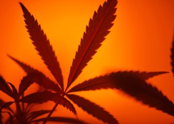 Legalisierungskurs der Ampel durch Union erneut heftig in Kritik