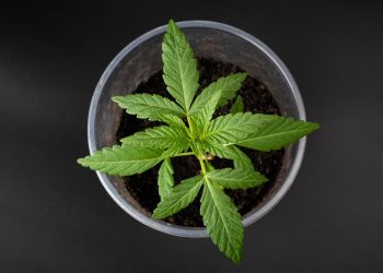 Mehrheit der Deutschen befürwortet die Legalisierung von Cannabis