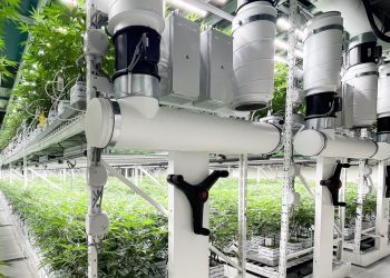 Mit Cannerald vom wachsenden Cannabis Markt profitieren