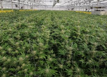 Wie entsteht Medizinalcannabis in Deutschland?