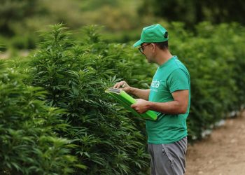 ENECTA FARM bringt eigene Hanfsorten auf den Markt und in den EU-Nutzhanfkatalog