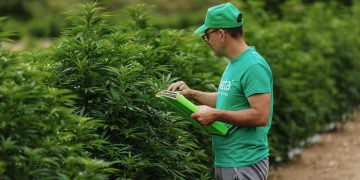 ENECTA FARM bringt eigene Hanfsorten auf den Markt und in den EU-Nutzhanfkatalog
