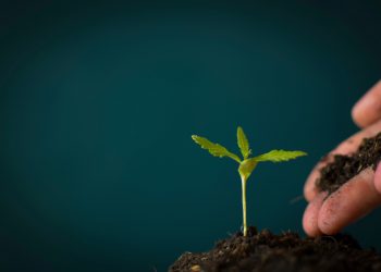 Die Eckpunkte der Cannabislegalisierung