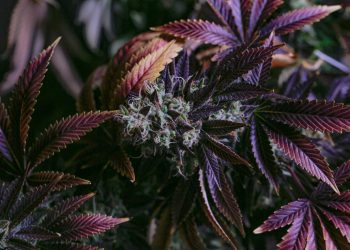 Die Hanfpflanze – Nähr- und Schadstoffmanager für den Boden