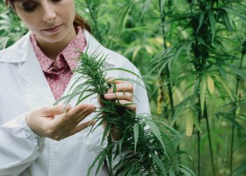 Medropharm erweitert Betäubungsmittelhandel und Kultivierung von medizinischem Cannabis