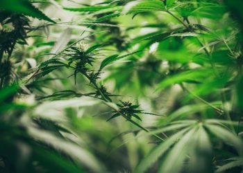 Mehr Medizinalhanf 2022 nach Deutschland importiert