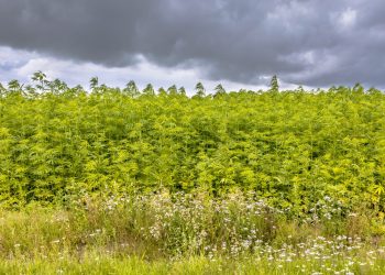 BGH bestätigt Haftstrafen für CBD-Händler